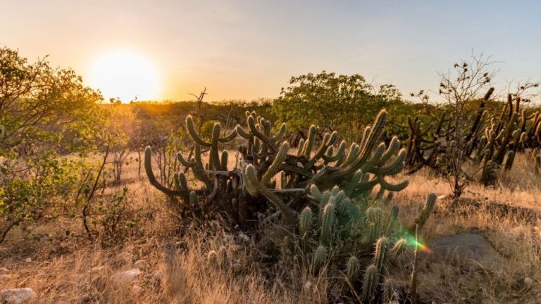 CAATINGA